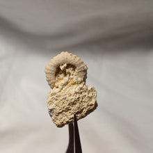 Load image into Gallery viewer, Coelopleurus delbosi
