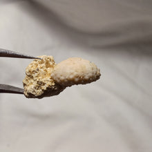 Load image into Gallery viewer, Coelopleurus delbosi
