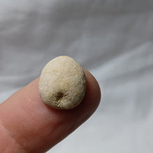 Load image into Gallery viewer, Procassidulus ligeriensis

