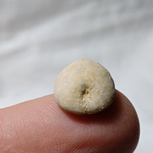 Load image into Gallery viewer, Procassidulus ligeriensis
