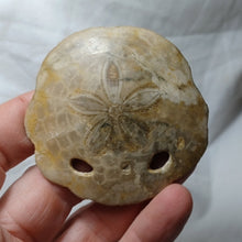 Charger l'image dans la galerie, Amphiope ovalifera
