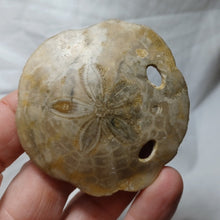 Charger l'image dans la galerie, Amphiope ovalifera
