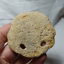 Charger l'image dans la galerie, Amphiope ovalifera
