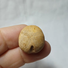 Load image into Gallery viewer, Clitopygus micraulus
