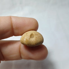 Load image into Gallery viewer, Clitopygus micraulus
