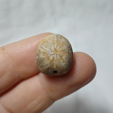 Load image into Gallery viewer, Phyllobrissus pulvinatus
