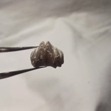 Charger l'image dans la galerie, Homoeorhynchia batalleri

