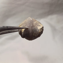 Charger l'image dans la galerie, Homoeorhynchia batalleri
