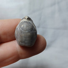 Charger l'image dans la galerie, Gallienithyris cf. gallieni
