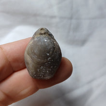 Charger l'image dans la galerie, Gallienithyris cf. gallieni
