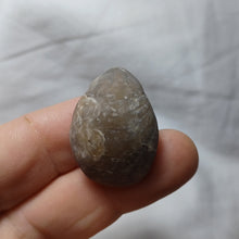 Charger l'image dans la galerie, Gallienithyris cf. gallieni
