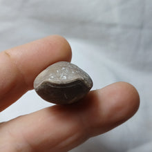 Charger l'image dans la galerie, Gallienithyris cf. gallieni
