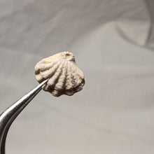 Load image into Gallery viewer, Flabellothyris flabellum
