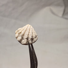 Load image into Gallery viewer, Flabellothyris flabellum
