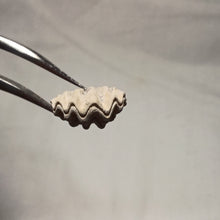 Load image into Gallery viewer, Flabellothyris flabellum
