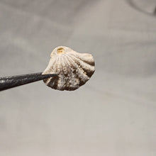 Charger l'image dans la galerie, Flabellothyris flabellum
