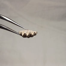 Charger l'image dans la galerie, Flabellothyris flabellum
