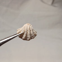 Charger l'image dans la galerie, Flabellothyris flabellum
