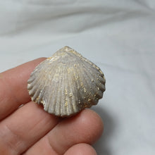 Charger l'image dans la galerie, Cymatorhynchia quadriplicata
