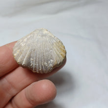 Charger l'image dans la galerie, Cymatorhynchia quadriplicata
