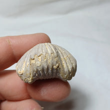 Charger l'image dans la galerie, Cymatorhynchia quadriplicata
