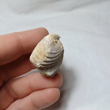 Charger l'image dans la galerie, Cymatorhynchia quadriplicata
