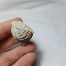 Charger l'image dans la galerie, Cymatorhynchia quadriplicata
