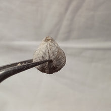 Charger l'image dans la galerie, Dictyothyris coarctata
