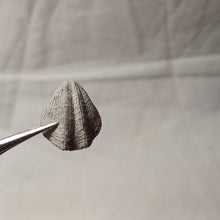 Charger l'image dans la galerie, Dictyothyris coarctata
