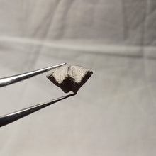 Charger l'image dans la galerie, Dictyothyris coarctata
