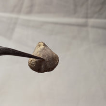 Load image into Gallery viewer, Dictyothyris coarctata
