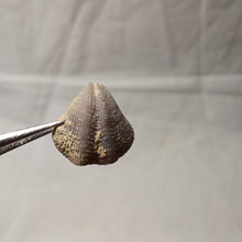 Load image into Gallery viewer, Dictyothyris coarctata
