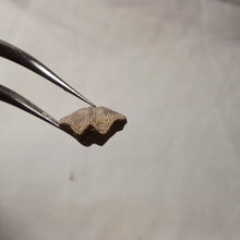 Load image into Gallery viewer, Dictyothyris coarctata
