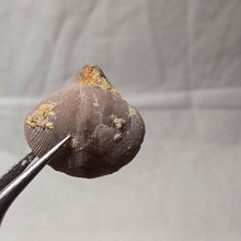 Load image into Gallery viewer, Dictyothyris coarctata
