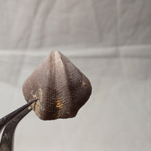 Load image into Gallery viewer, Dictyothyris coarctata
