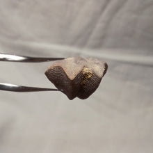 Load image into Gallery viewer, Dictyothyris coarctata
