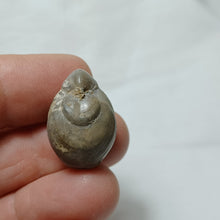 Load image into Gallery viewer, Cuersithyris radstockensis
