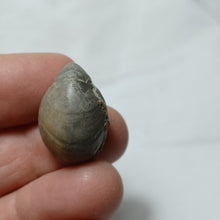 Load image into Gallery viewer, Cuersithyris radstockensis
