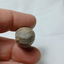 Load image into Gallery viewer, Cuersithyris radstockensis
