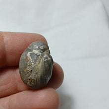 Load image into Gallery viewer, Cuersithyris radstockensis
