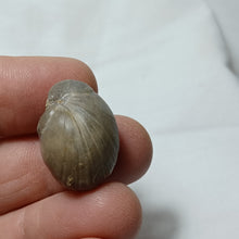 Load image into Gallery viewer, Cuersithyris radstockensis
