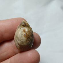 Load image into Gallery viewer, Cuersithyris radstockensis
