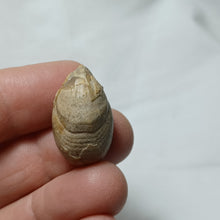 Load image into Gallery viewer, Cuersithyris radstockensis
