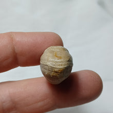Load image into Gallery viewer, Cuersithyris radstockensis
