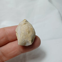 Load image into Gallery viewer, Lissajouthyris masticonensis
