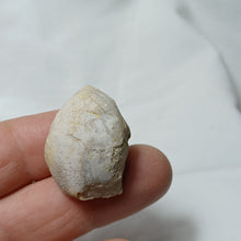 Load image into Gallery viewer, Lissajouthyris masticonensis
