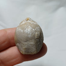 Load image into Gallery viewer, Dorsoplicathyris lineatula
