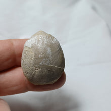 Load image into Gallery viewer, Dorsoplicathyris lineatula
