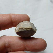 Load image into Gallery viewer, Dorsoplicathyris lineatula
