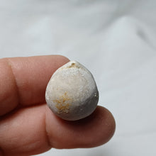 Load image into Gallery viewer, Sphaeroidothyris globisphaeroidalis
